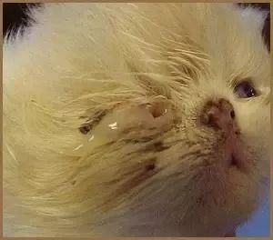 猫鼻支的症状和治疗方法,猫鼻支的症状及治疗方法