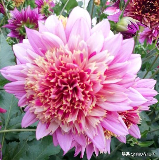 大丽花冬季养护，做到这几点，可以让它轻松安全越冬