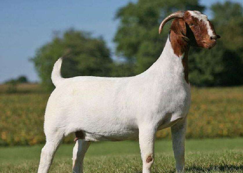 山羊咳嗽是怎么回事,波尔山羊反复发烧咳嗽