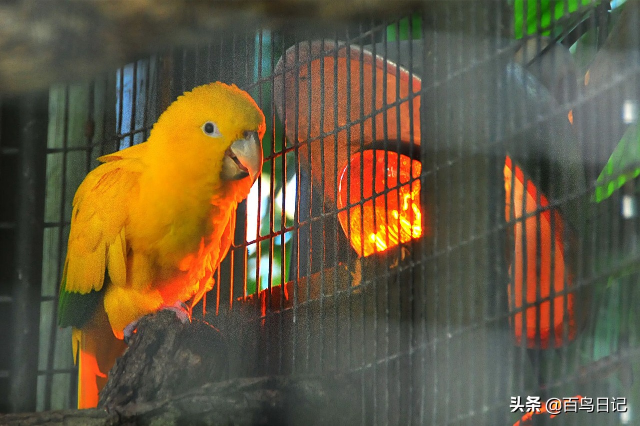 鸟儿身体失温了怎么克服,鸟中暑了怎么治