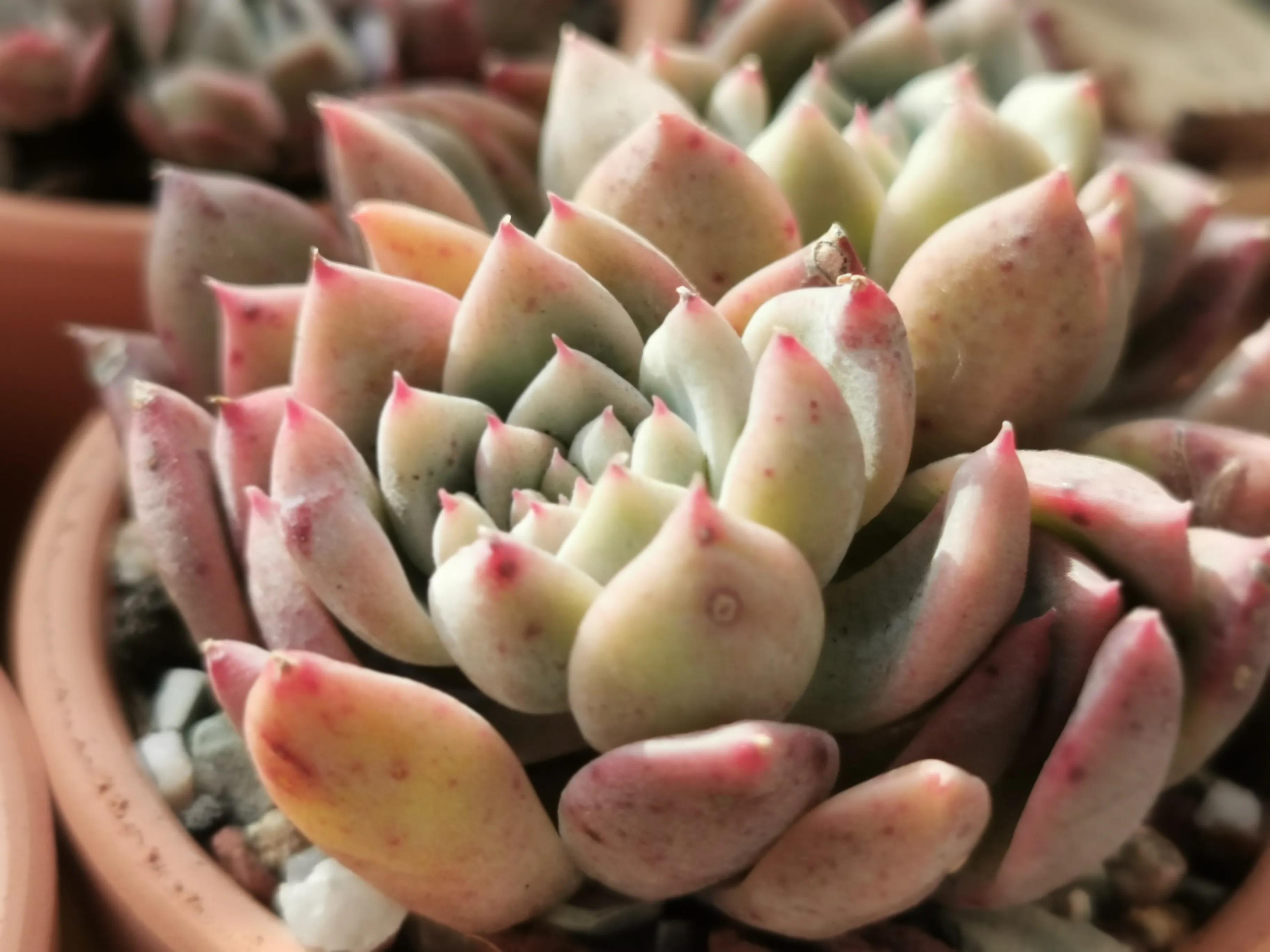 多肉品种大全大集合,多肉35元一盆图片