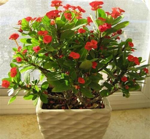 养春花专用盆,刺梅花怎么修剪才能开的花多