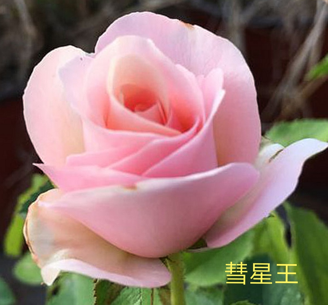 阳台系列月季品种大全,微型月季藤本月季