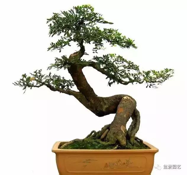 榆树盆景艺术欣赏,老桩榆树盆景欣赏