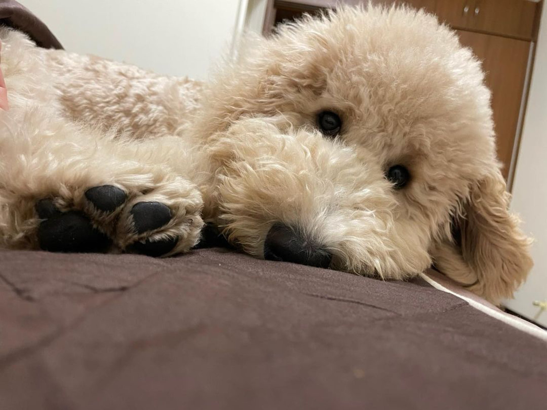 家里两只巨型贵宾犬,巨型贵宾犬发疯