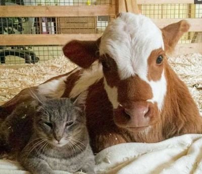 畜禽维生素d缺乏症,牛羊缺维生素的主要症状有哪些