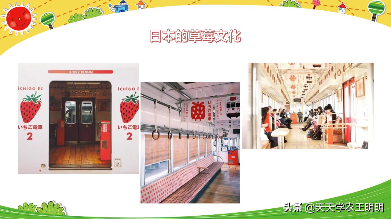 什么品种的草莓最好养也最好吃,草莓哪个品种比较好吃