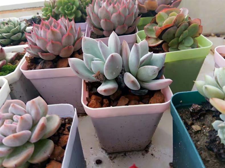 多肉万重山怎样养开花,多肉天台露养视频