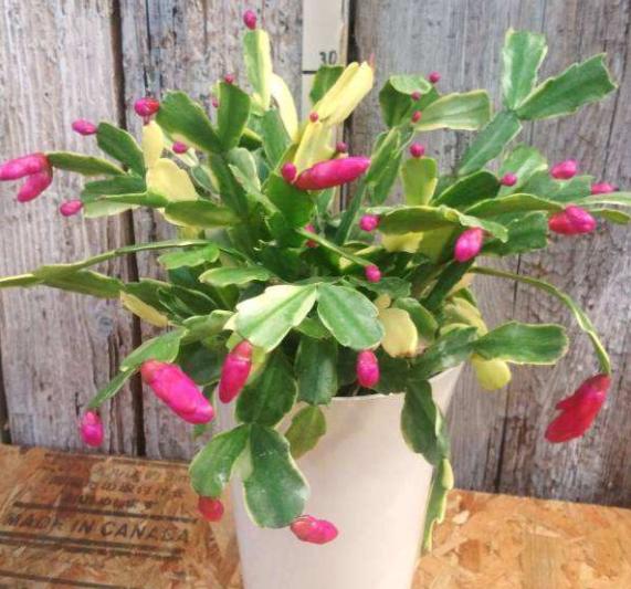 养花四种肥,这4种花只要水就可以养活