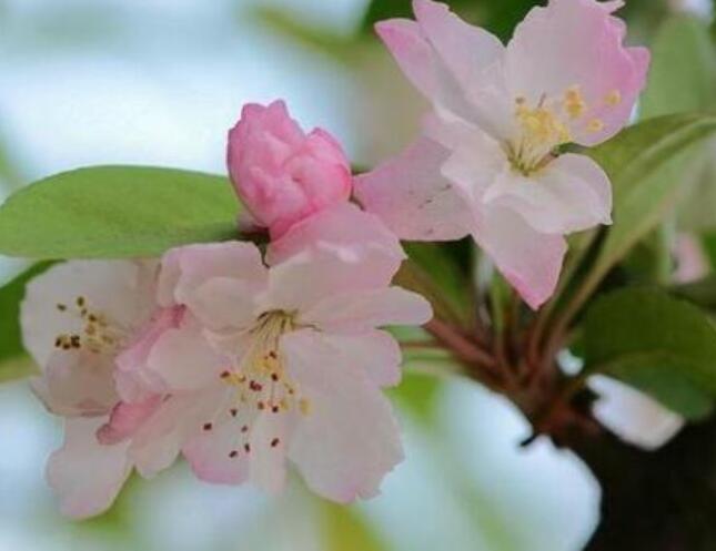 海棠花烂茎如何挽救,教你3个挽救小妙招,让海棠花起死回生