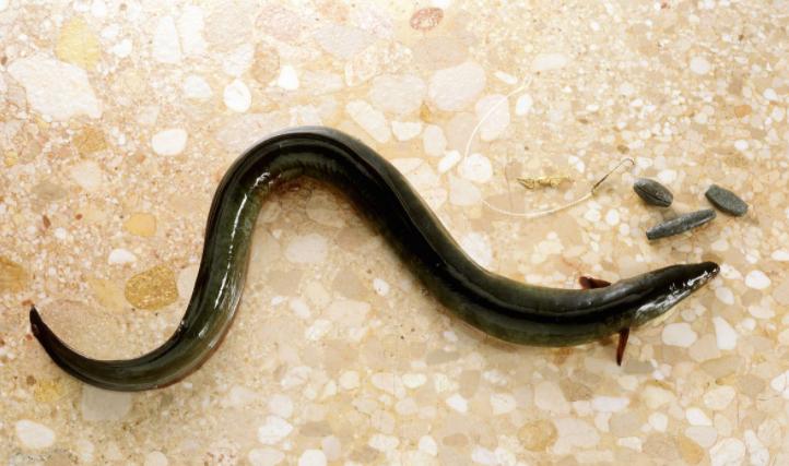 十大珍稀皮料,珍稀皮革