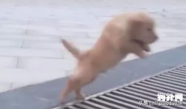 小金毛想要跳过井盖,没想到竟直接插了进去