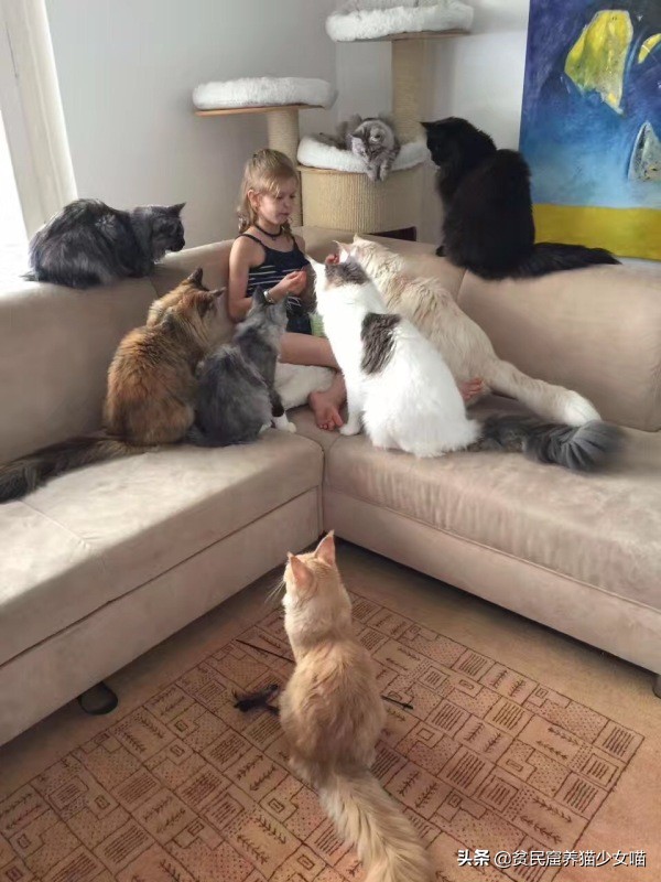 温柔、健硕、易推倒，冬天最好的暖手宝——缅因猫