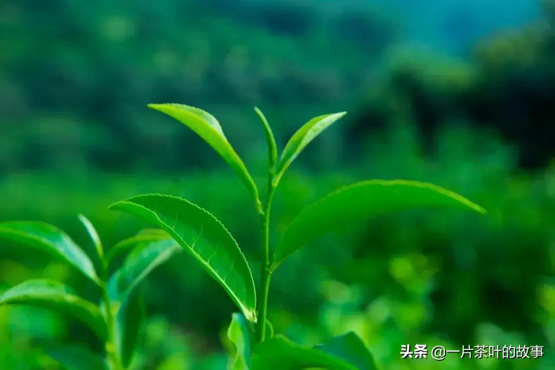 不同种类茶的辨别,茶类鉴别