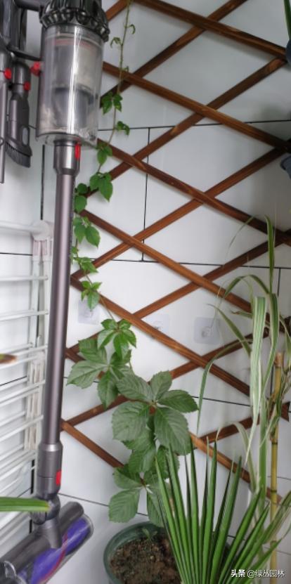 武汉养花技术哪里培训,北京养花小技巧