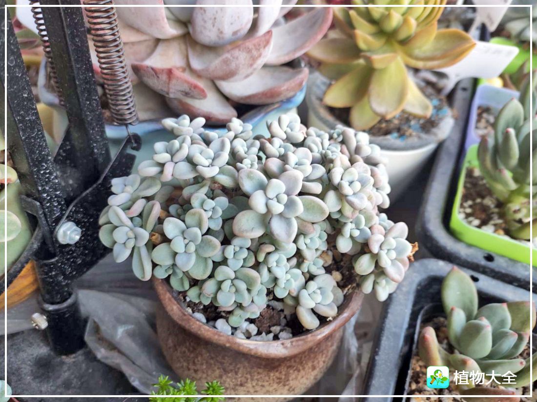 多肉植物艾伦视频,多肉植物艾伦价位