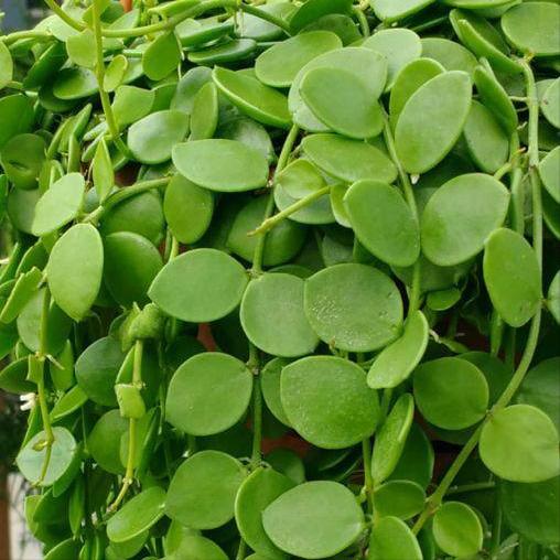 有招财守财寓意的花,招财纳财的花