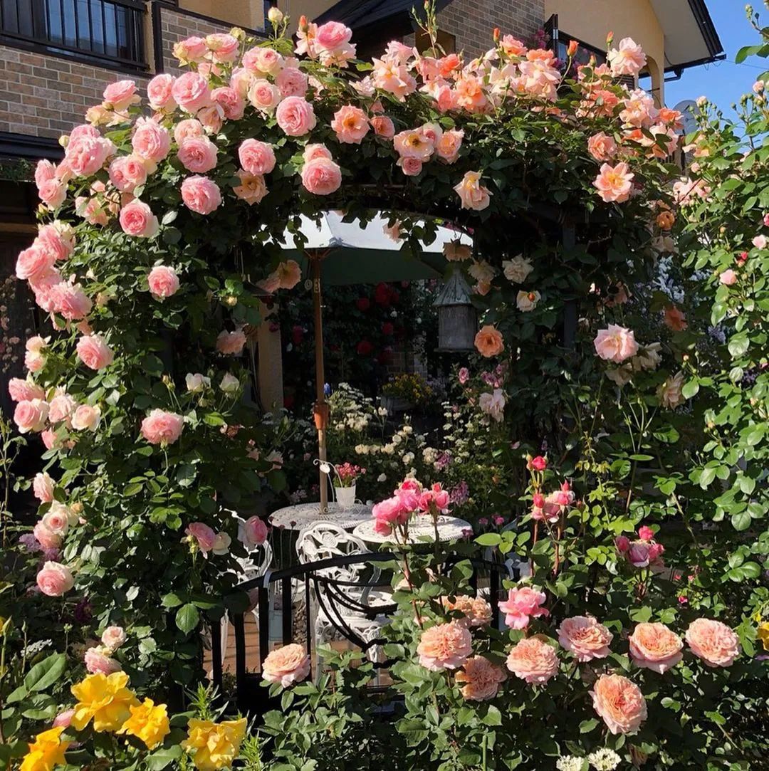 太毒了！“别人家”的月季花园，美到让人窒息