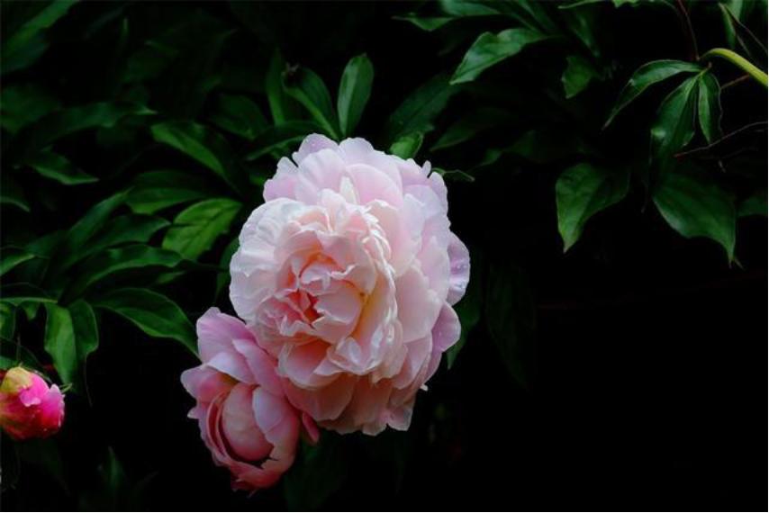 芍药花如何养殖和管理视频,芍药花栽培与养殖视频教学下载