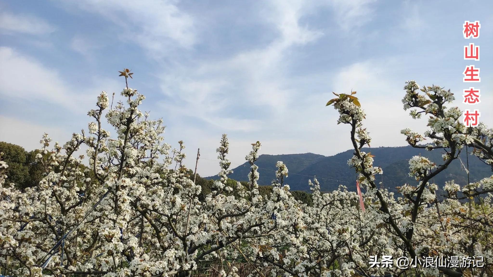 苏州春节免费景点有哪些,苏州景区免费景点大全
