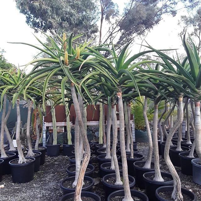 芦荟盆栽长得太高怎么办,冬天怎样快速生长芦荟