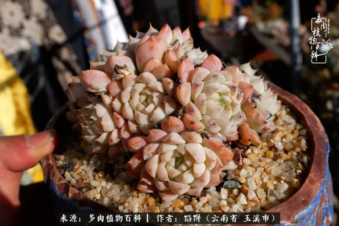 多肉对比图片,多肉对比高清图