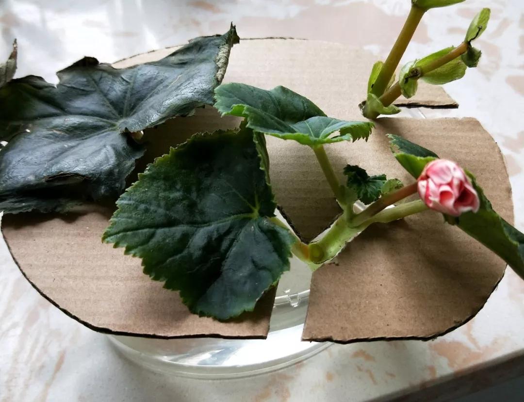 什么花最好养最耐阴,什么花最好种又耐阴