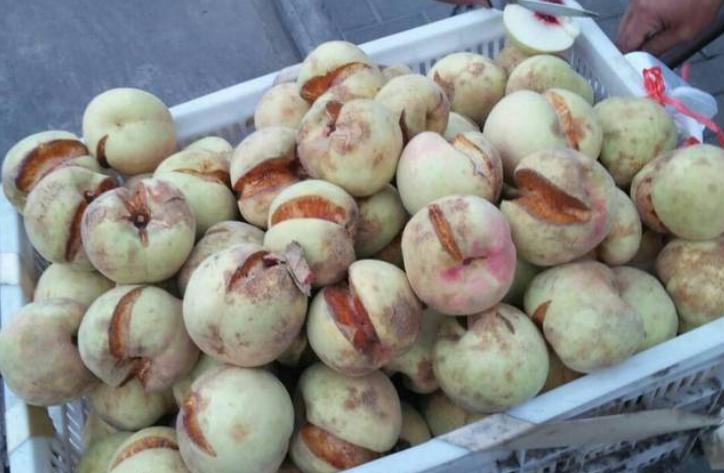 正宗又甜又脆的丑桃,即将灭绝的老品种桃子