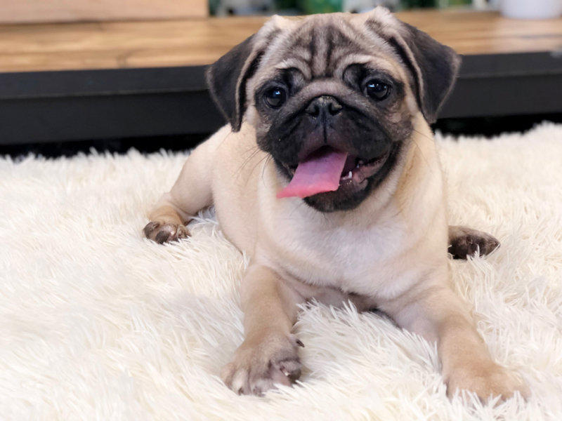 中国有哪些狗狗品种,来自中国的狗狗有哪些