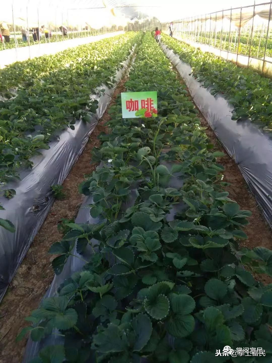 家乡是我们成长的沃土,家乡是生养我们的地方