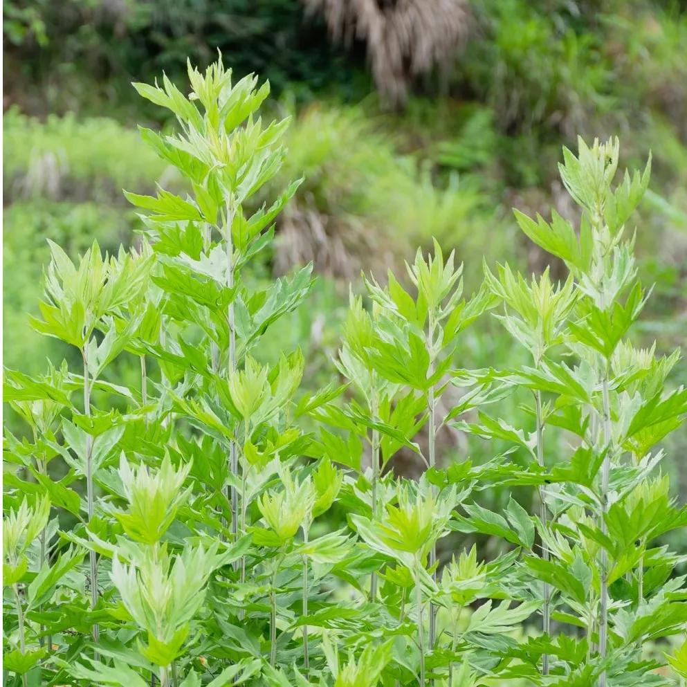 时珍验方艾灸贴价格,蕲艾堂时珍验方艾灸养生馆