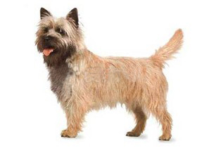 聪明的小宠物狗都有哪些品种,哪种宠物狗最聪明听话又好养