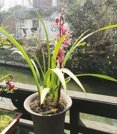 兰花枯枝烂叶怎么处理,兰花干枯怎么养护好看点