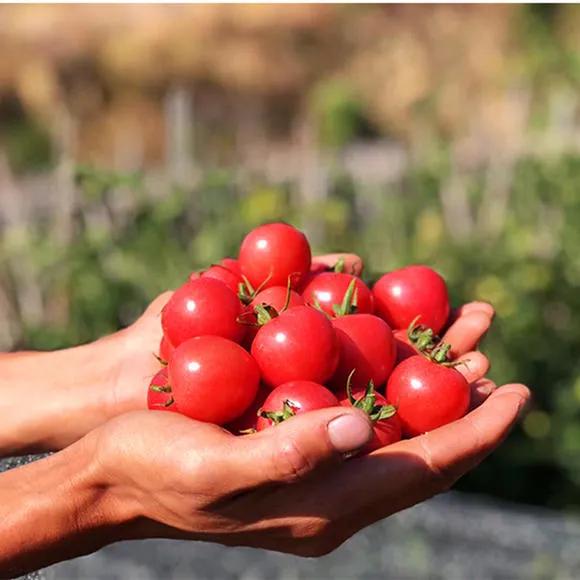 热带水果王国攀枝花,攀枝花一年四季有哪些水果