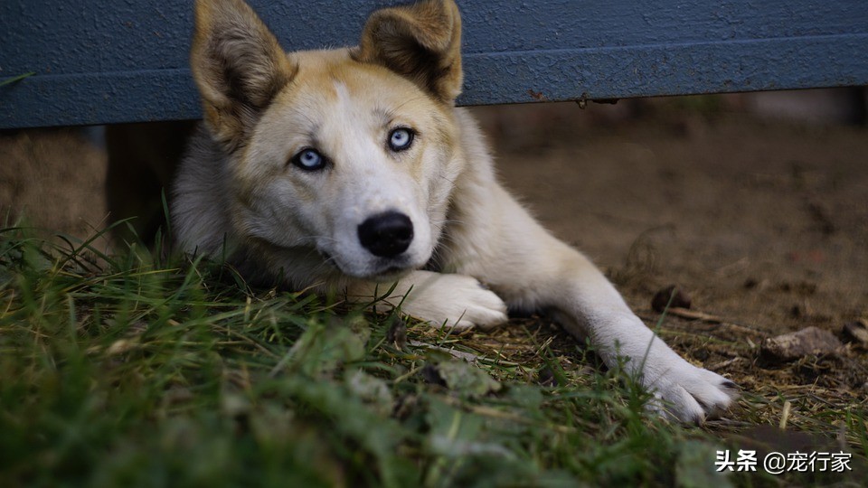 一根肉肠就能做出的美食,一根肉肠