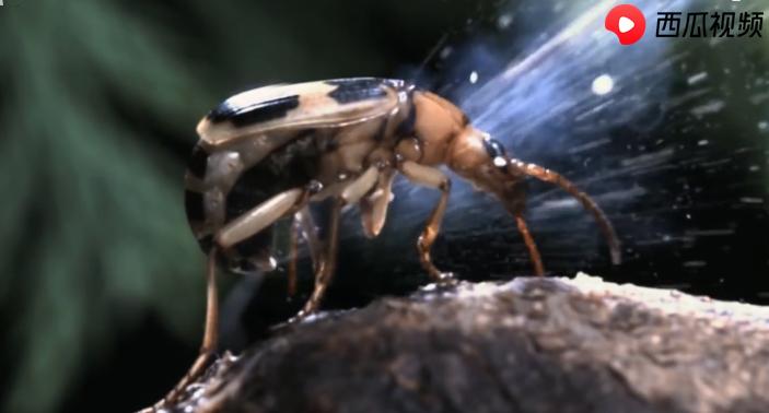 为什么射出100℃高温的屁水，放屁虫自己却没事？西瓜视频科普