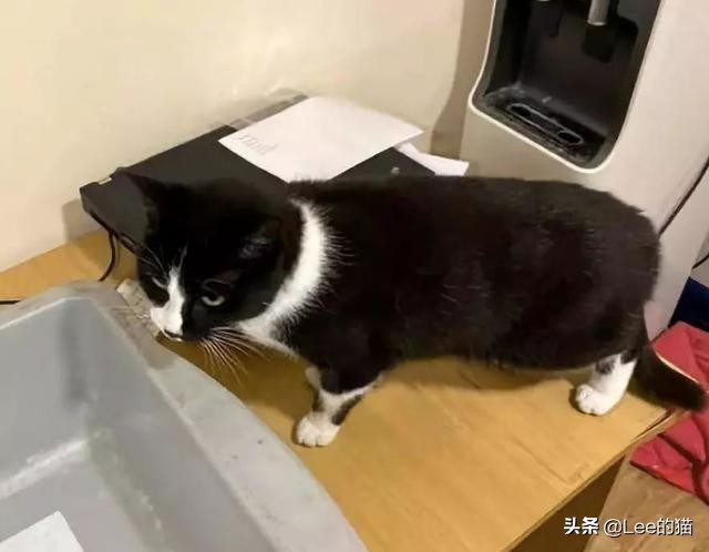 安检行李箱猫猫,机场海关抓到偷渡人员