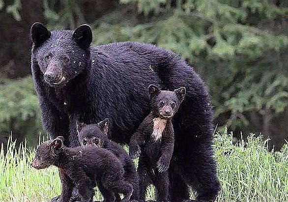 喵星人抓老鼠,喵星人抓老鼠的声音