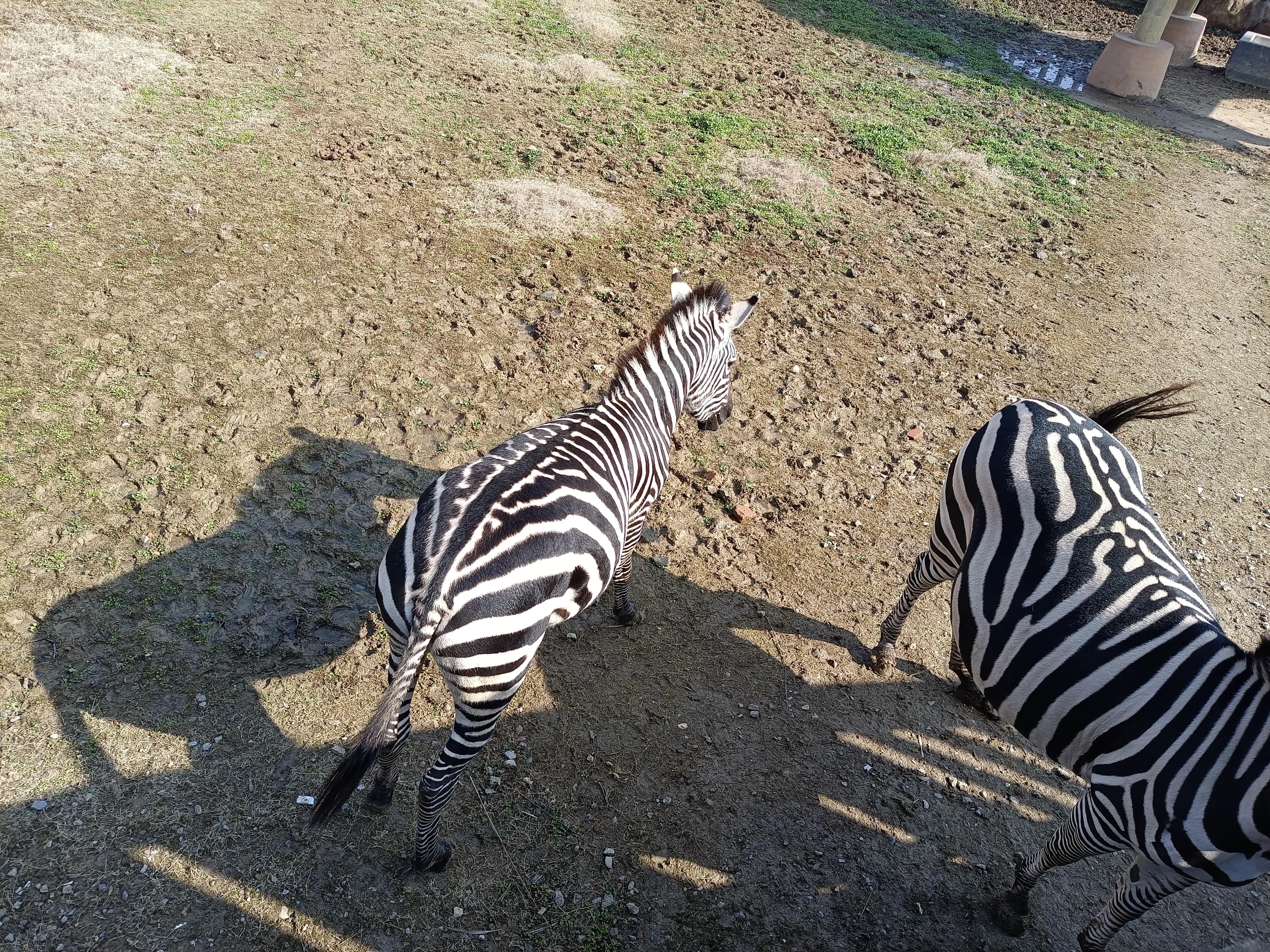 上方山森林公园作文,上方山森林公园动物世界