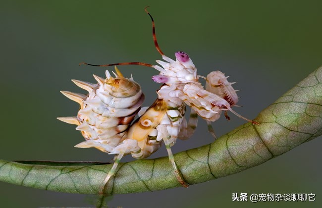 螳螂虽然美丽但性情却非常凶狠,螳螂是怎么成为最强食肉昆虫的