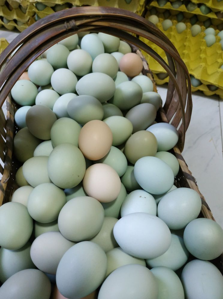 返乡创业农村生活现实记,农村生活与创业之路欢迎进来交流