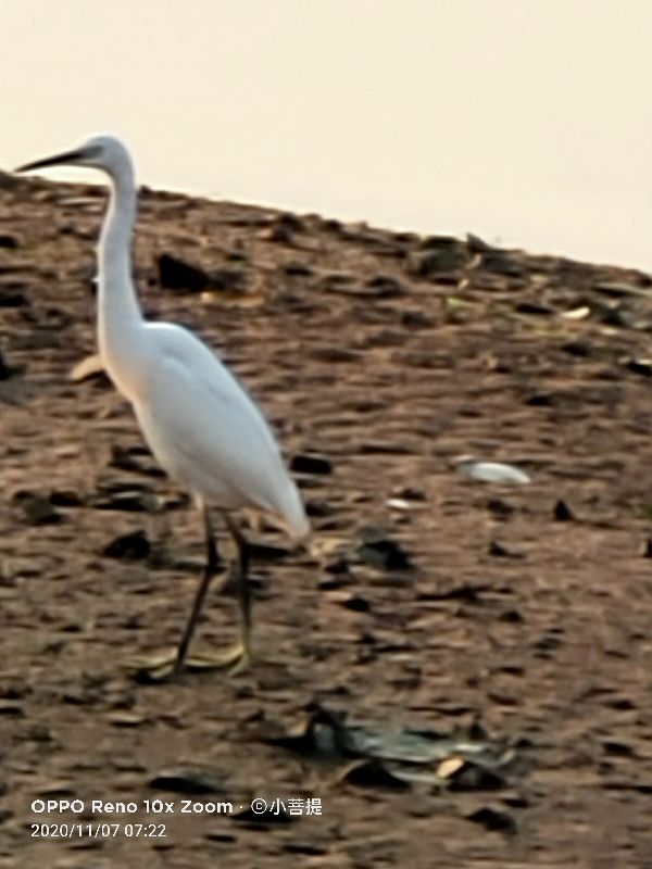 这种鸟很像纤纤美丽的女子，即使梦到了都代表着是吉祥的好事情