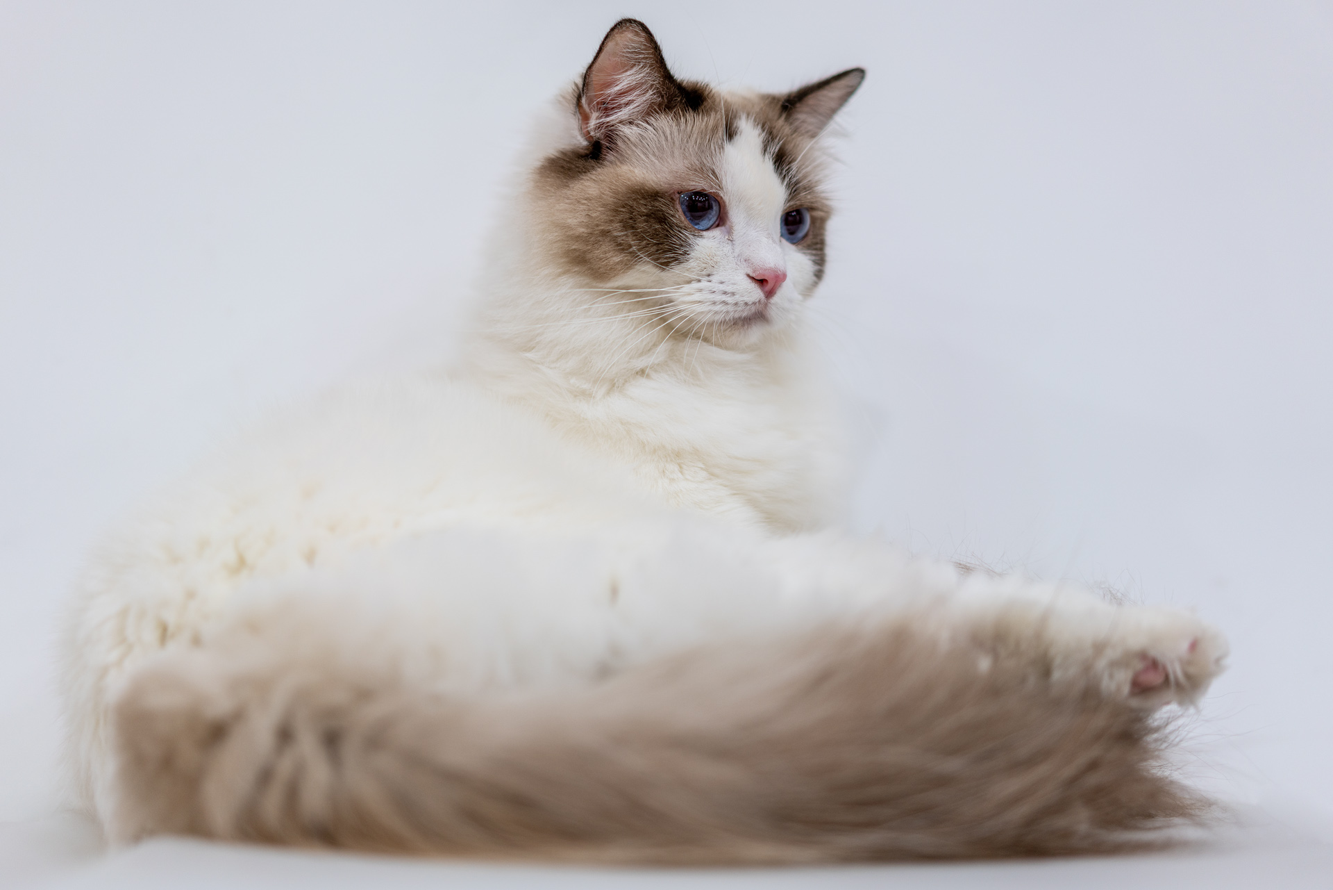 Sonnar（索纳）眼中的猫——索尼SonnarT*FE55mmF1.8ZA实拍体验