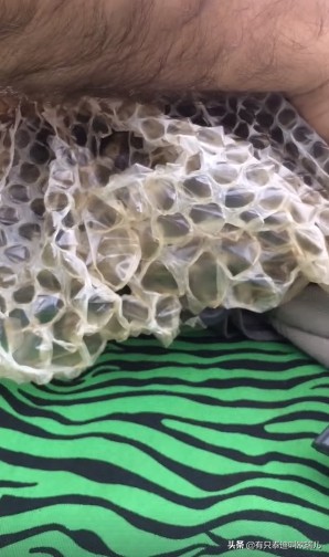 3米蟒蛇脱皮,3米巨蟒