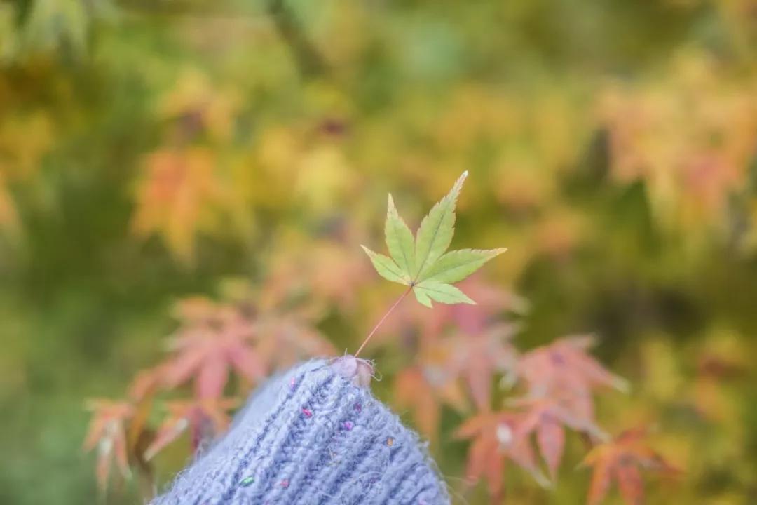 巴南又能耍又有吃的,重庆有什么美食巴南区