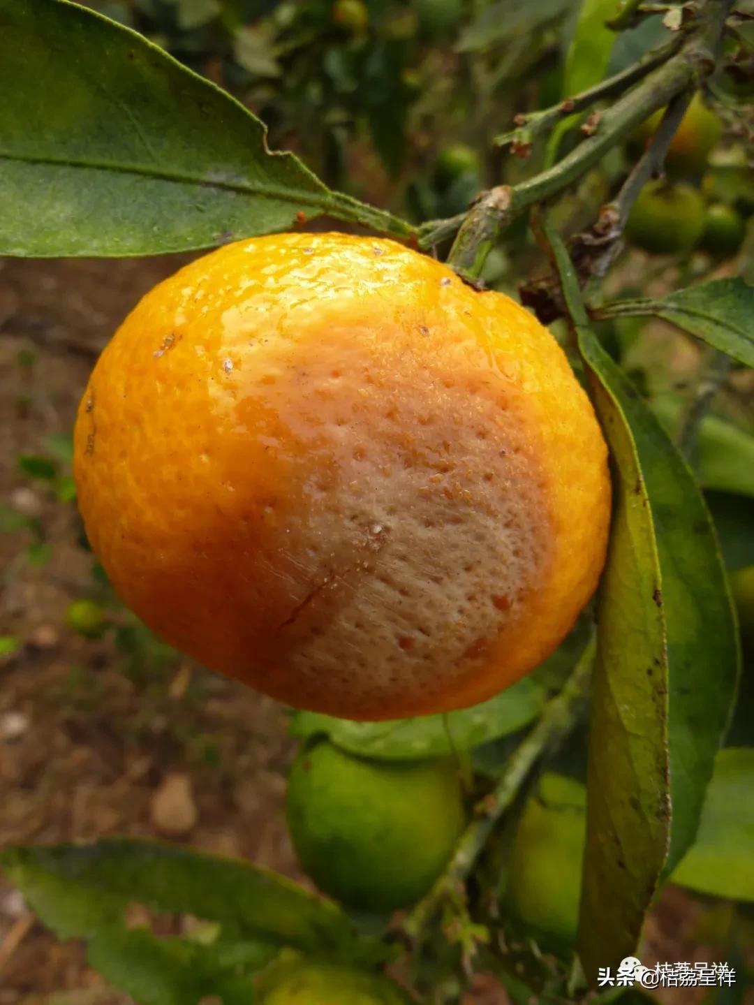 元月份柑桔管理技术,3月份柑桔管理技术