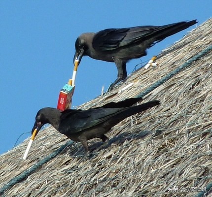 同样是鸟,为啥乌鸦能这么流氓?