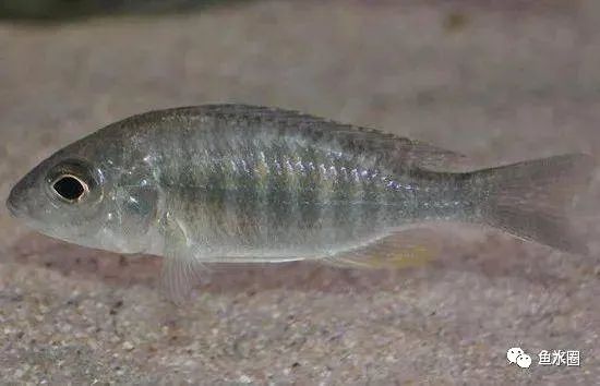 三湖慈鲷马鲷孔雀鱼多久发色,三湖慈鲷鱼之马鲷鱼