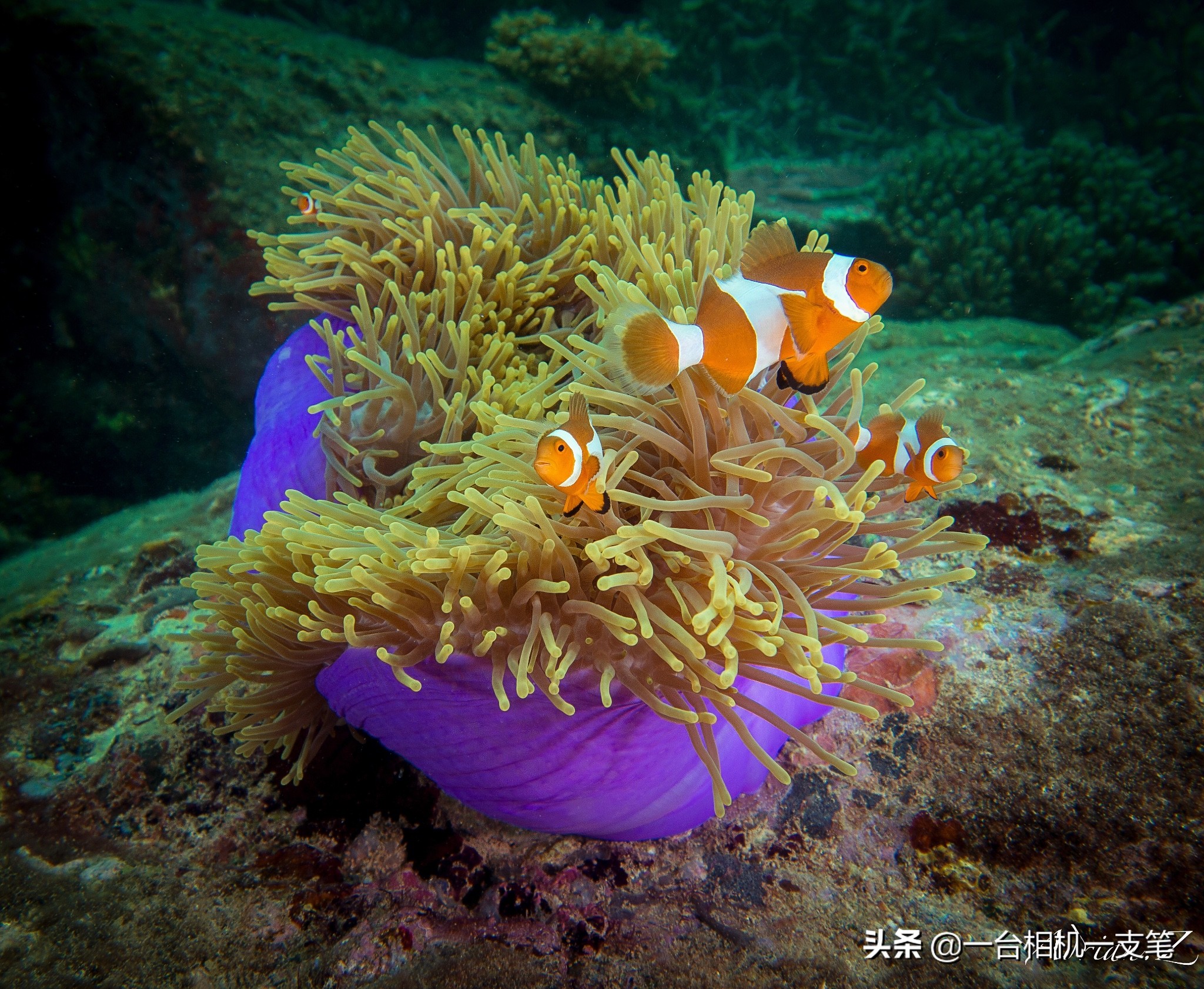 马来西亚隐世小岛,隐世海岛美景