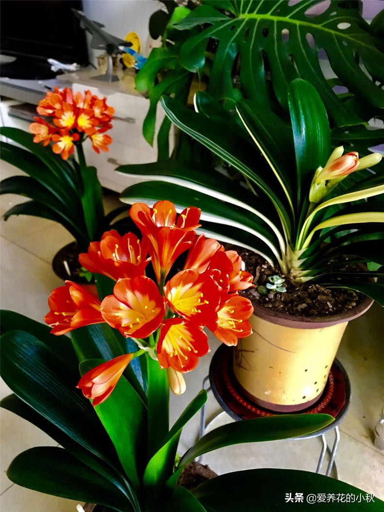 君子兰怎么养才能上箭,君子兰怎么养才不冒花箭